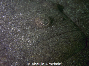 close-up by Abdulla Almehairi 